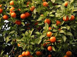 Narancs - Ínyenc Kredenc Budaörs